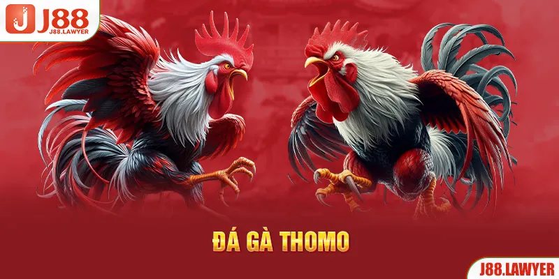 đá gà Thomo