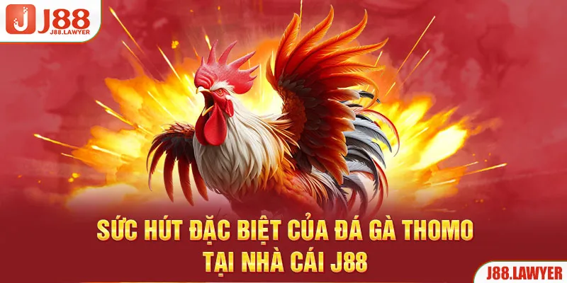 Sức hút đặc biệt của đá gà Thomo tại nhà cái J88